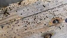 How to Identify Active Woodworm